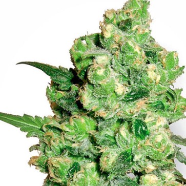 Семена конопли Super Skunk Feminised